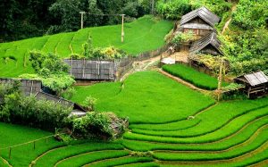Riziere Vietnam Sapa