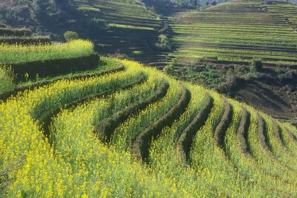 Rizieres en terrasse Vietnam Sapa