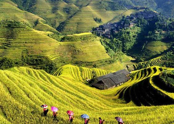 Rizieres Vietnam Sapa