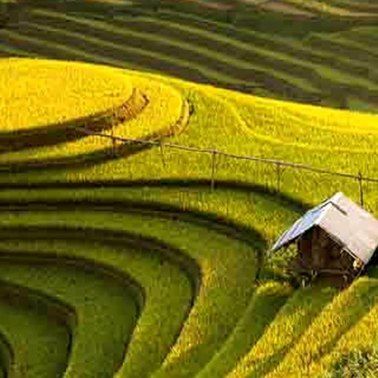 Riziere en terrasse vietnam